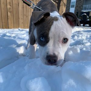 Meet your Posher, Ryen